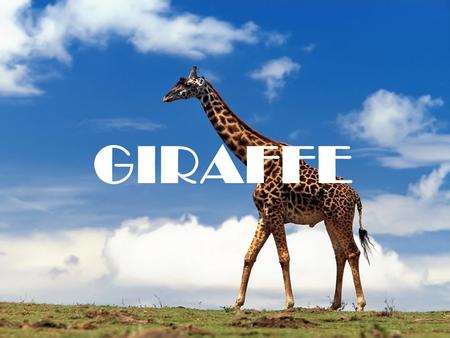 GIRAFFE. What it looks like - The Giraffe is very tall and lanky. -It has very long legs, 1.8 meter long. -It has extremely long neck, also 1.8 meter.