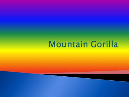 Today you will learn about Mountain Gorillas. They are amazing. That’s why Im writing about them. I hope you learn a lot.