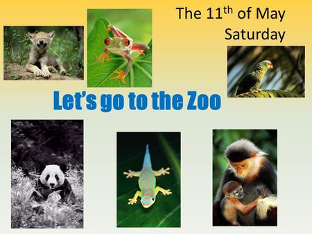 The 11 th of May Saturday Let’s go to the Zoo. Phonetic Drill [b] [k] [l] [p] brown bear kangaroolionparrot zebra crocodileleopardpolar bear bear cameldolphinpeacock.