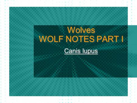 Wolves WOLF NOTES PART I Canis lupus. Dogs came from… wolves? Dogs were domesticated 15,000 years ago from wolves Wolves and dogs are genetically similar.