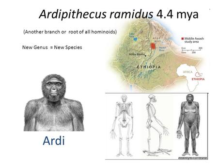 Ardipithecus ramidus 4.4 mya (Another branch or root of all hominoids) New Genus = New Species Ardi.