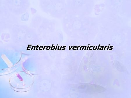 Enterobius vermicularis