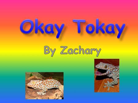 If you want to learn about a Tokay gecko, you will right now! They are amazing because they can walk on the wall and even on the ceiling!! In this report.