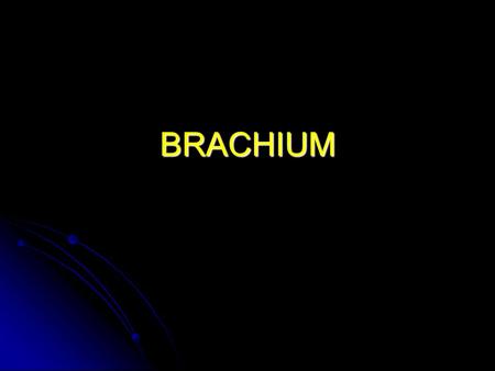 BRACHIUM.