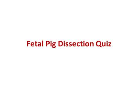 Fetal Pig Dissection Quiz. 1.Is this pig male or female? 2. Name 3. Name Tail of pig.