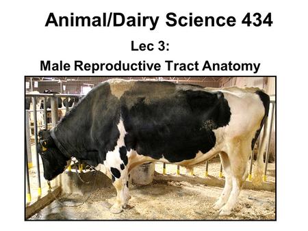 Lec 3: Male Reproductive Tract Anatomy