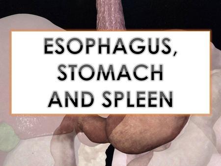 ESOPHAGUS, STOMACH AND SPLEEN