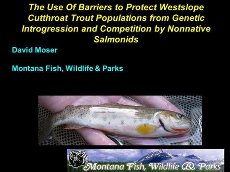 The Use Of Barriers to Protect Westslope Cutthroat Trout Populations from Genetic Introgression and Competition by Nonnative Salmonids David Moser Montana.