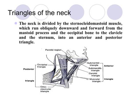 Triangles of the neck The neck is divided by the sternocleidomastoid muscle, which run obliquely downward and forward from the mastoid process and the.