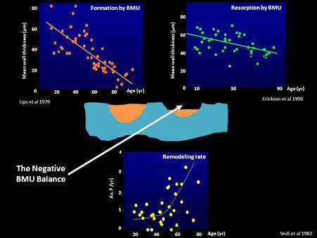 The Negative BMU Balance Mean wall thickness (µm)