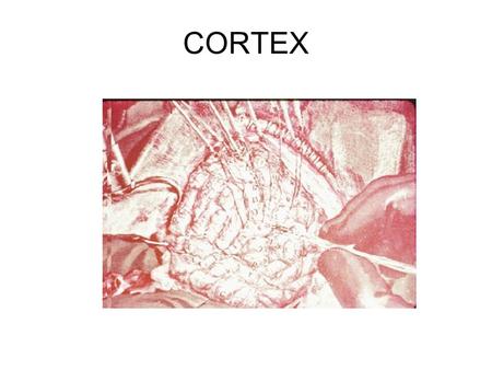 CORTEX. CEREBRAL CORTEX Wrinkled Thin Layered Interconnected Plastic ( consider vs brainstem)