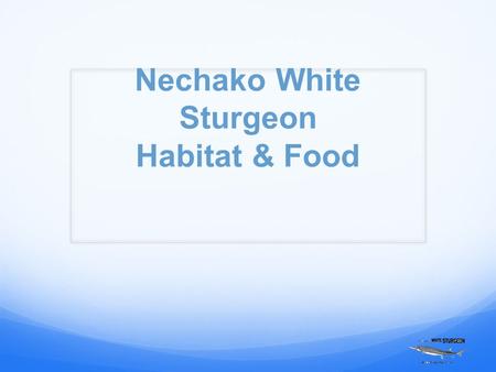 Nechako White Sturgeon Habitat & Food