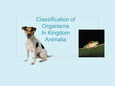 Classification of Organisms In Kingdom Animalia. Structure Function Genetics Embryology Organisms are Classified in 4 Major Ways: