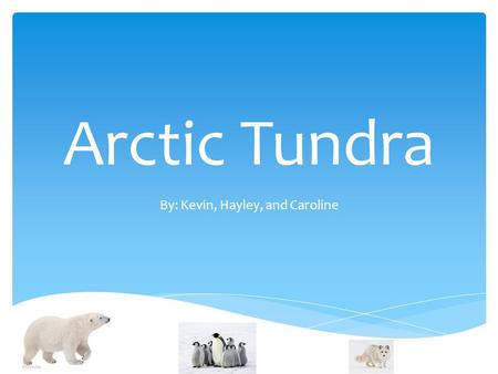 Arctic Tundra By: Kevin, Hayley, and Caroline.  Northern Hemisphere  Falls between 2 biomes: Taiga and the Ice Caps Global Locations.