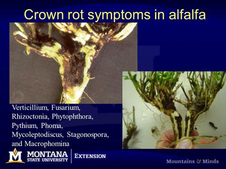 Crown rot symptoms in alfalfa Verticillium, Fusarium, Rhizoctonia, Phytophthora, Pythium, Phoma, Mycoleptodiscus, Stagonospora, and Macrophomina.