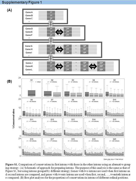 Supplementary Figure 1 Gene A1 st Gene B1 st Gene C1 st ~ Gene G1 st 2 nd ~ 19 th Gene H1 st 2 nd ~ 19 th Gene I1 st 2 nd ~ 19 th ~ 1 st 2 nd 19 th Gene.