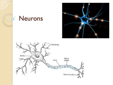 Neurons. The Nervous System We learned in Bio 11 that animals have the ability to respond to their environment Animal response But how do they do that?