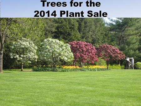 Trees for the 2014 Plant Sale.