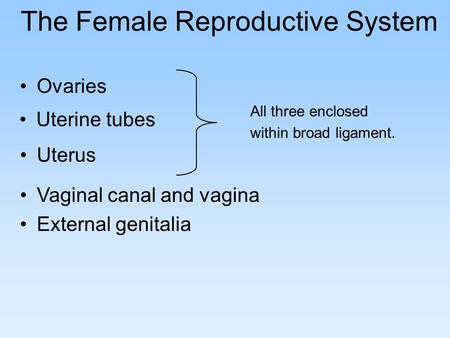 The Female Reproductive System