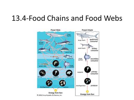 13.4-Food Chains and Food Webs