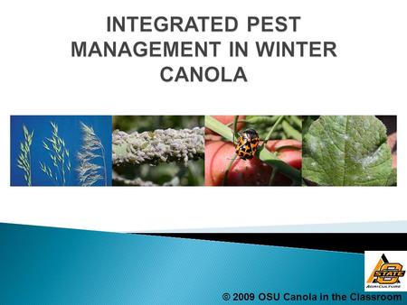 © 2009 OSU Canola in the Classroom.  IPM uses all tools available for controlling pests  Chemical, cultural, mechanical, and biological tools  Majority.