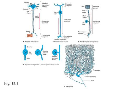 Fig. 13.1. Fig. 13.2 Fig. 13.3 Table 13-2. Examples of Neurotransmitters and the Chemical Groups to which they belong.