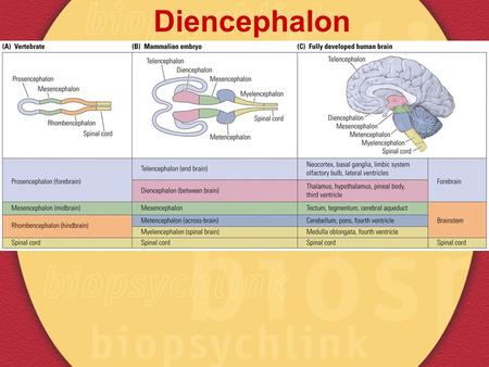 Diencephalon.