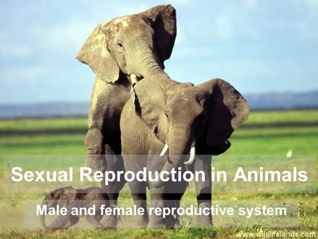 Sexual Reproduction in Animals