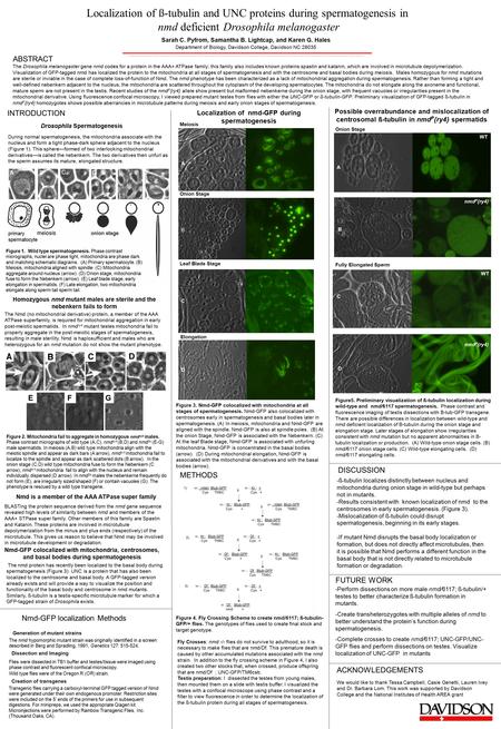 Figure 3. Nmd-GFP colocalized with mitochondria at all stages of spermatogenesis. Nmd-GFP also colocalized with centrosomes early in spermatogenesis and.