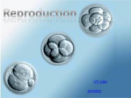 IVF video animation.