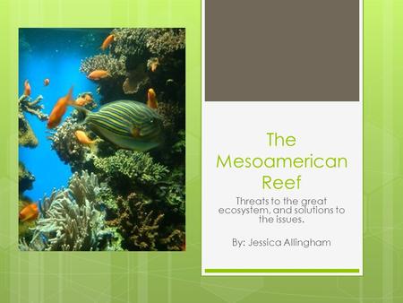 The Mesoamerican Reef Threats to the great ecosystem, and solutions to the issues. By: Jessica Allingham.