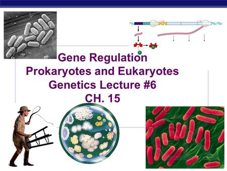 Prokaryotes and Eukaryotes