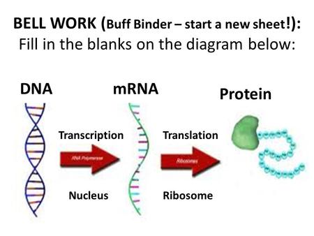 1. 4. Ribosome Translation 3. Protein 2. BELL WORK ( Buff Binder – start a new sheet !): Fill in the blanks on the diagram below: DNAmRNA Transcription.