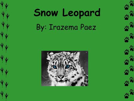 Snow Leopard By: Irazema Paez. Description Have you ever seen a snow leopard at the zoo or on tv? What are they like in the wild? Snow leopards have muscular.