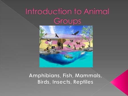 Since there are so many animals they are put into different groups according to similar characteristics.