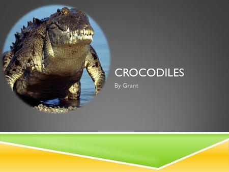 CROCODILES By Grant. INTRODUCTION My name is Grant and my animal is a crocodile.