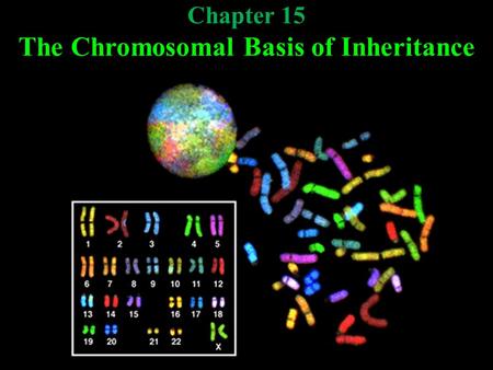 Chapter 15 The Chromosomal Basis of Inheritance. Mendelian inheritance has its physical basis in the behavior of chromosomes during meiosis.