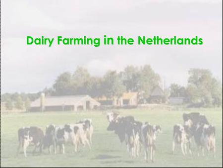 Dairy Farming in the Netherlands. Introduction Dairy farming an animal husbandry enterprise  to raise female cattle for long-term production of milk.