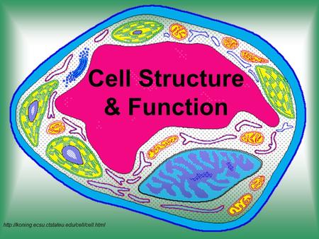 Cell Structure & Function