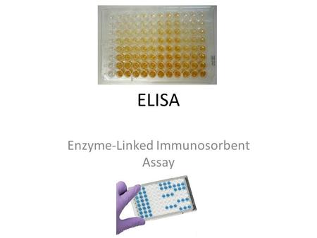 ELISA Enzyme-Linked Immunosorbent Assay. What is an assay? An analysis done on a substance to determine the presence of a target substance and sometimes,