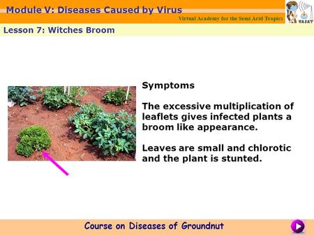 Symptoms The excessive multiplication of leaflets gives infected plants a broom like appearance. Leaves are small and chlorotic and the plant is stunted.