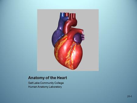 Anatomy of the Heart Salt Lake Community College