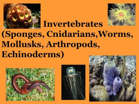 I. Sponges A. Phylum Porifera a. asymmetric