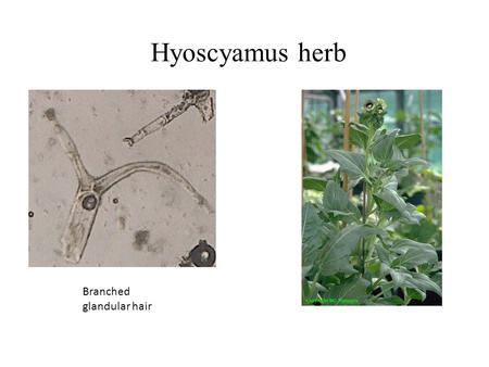 Hyoscyamus herb Branched glandular hair.