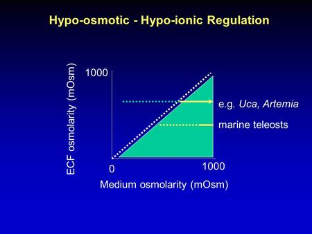 Hypo-osmotic - Hypo-ionic Regulation Medium osmolarity (mOsm) 0 1000 ECF osmolarity (mOsm) e.g. Uca, Artemia marine teleosts.