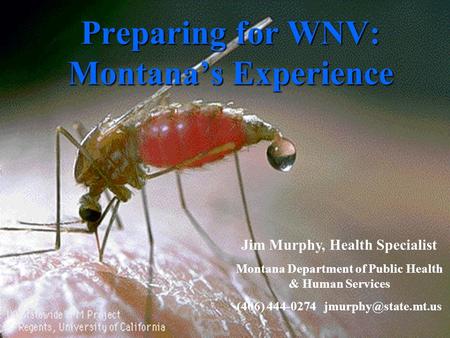 Preparing for WNV: Montana’s Experience Jim Murphy, Health Specialist Montana Department of Public Health & Human Services (406) 444-0274