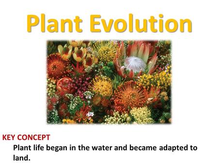 KEY CONCEPT Plant life began in the water and became adapted to land. Plant Evolution.