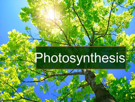 Photosynthesis. I.Photosynthesis A.Process that traps light energy & uses it for carbohydrate synthesis. B.Phototrophs - both plants and bacteria.