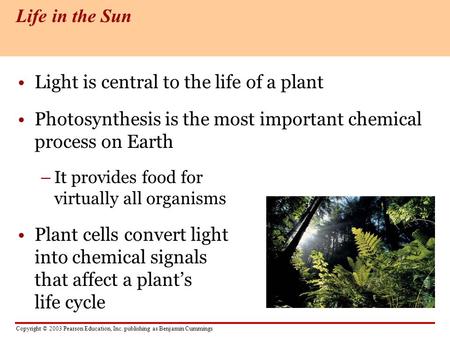 Light is central to the life of a plant