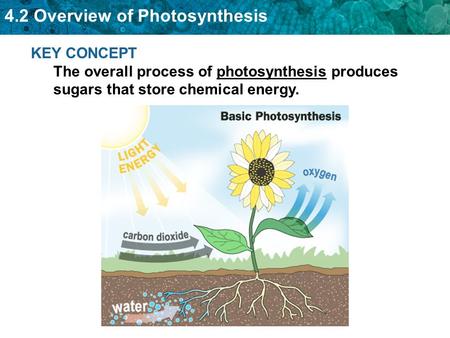 Let’s talk Producers………….HCA Biology, Take One!!!!